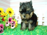 teacup yorkie